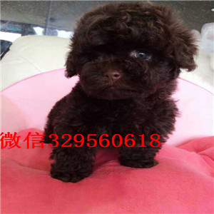 盘锦哪里有卖棕色泰迪小体泰迪泰迪价格