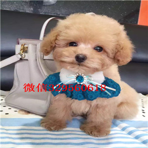 北辰哪里能买到白色泰迪小体泰迪长不大的茶杯