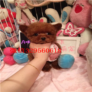 厦门哪里有卖精品泰迪小体泰迪泰迪价格