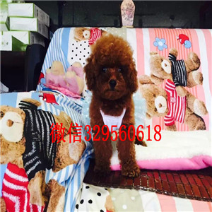 铜川出售灰色泰迪茶杯泰迪犬长不大的茶杯泰迪