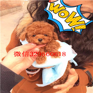 湘潭哪里能买到灰色泰迪小体泰迪长不大的茶杯泰迪