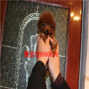红桥哪里能买到纯种泰迪泰迪幼犬泰迪价格