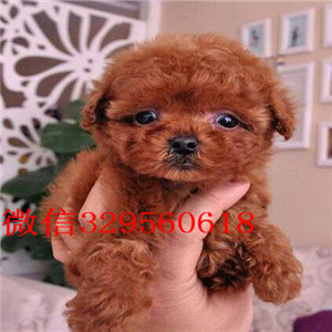 大连出售超可爱泰迪玩具泰迪长不大的茶杯泰迪