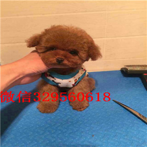 辽阳出售白色泰迪茶杯泰迪犬泰迪图片