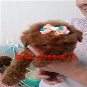 青岛出售棕色泰迪玩具泰迪泰迪价格