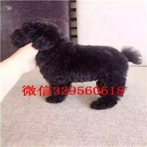 漯河出售精品泰迪小体泰迪泰迪多少钱