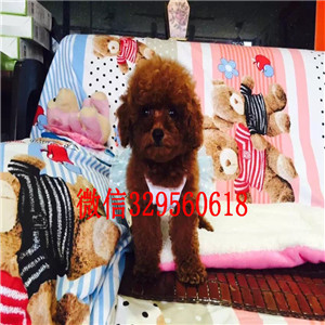 铜川出售灰色泰迪茶杯泰迪犬长不大的茶杯泰迪