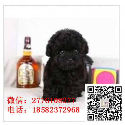 宝山哪里有卖茶杯泰迪犬 小体长不大泰迪红色