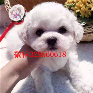 静海哪里能买到棕色泰迪玩具泰迪泰迪价格