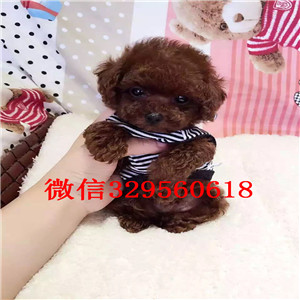 铜川出售灰色泰迪茶杯泰迪犬长不大的茶杯泰迪