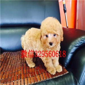 辽阳哪里能买到黑色泰迪茶杯泰迪犬泰迪多少钱