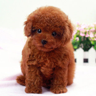 贵阳出售泰迪熊犬，包细小犬瘟包养活