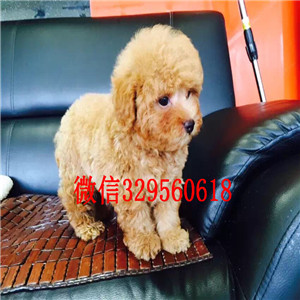 辽阳哪里能买到黑色泰迪茶杯泰迪犬泰迪多少钱