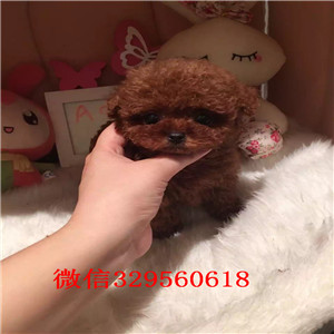 安康出售精品泰迪泰迪幼犬泰迪多少钱