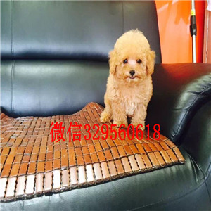 绥化哪里能买到纯种泰迪小体泰迪泰迪价格
