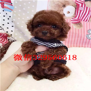 宝鸡哪里有卖棕色泰迪玩具泰迪长不大的茶杯泰