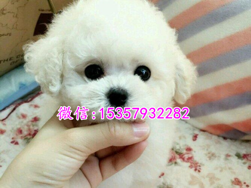 大连哪里有茶杯泰迪出售 便宜的茶杯泰迪多少