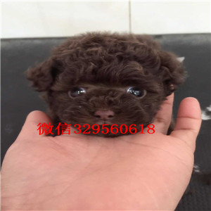 汉沽哪里有卖超可爱泰迪茶杯泰迪犬泰迪图片