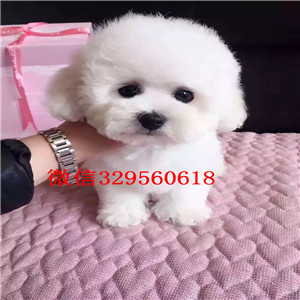 铜陵哪里有卖黑色泰迪茶杯泰迪犬泰迪多少钱