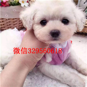 武清哪里能买到棕色泰迪茶杯泰迪犬泰迪图片