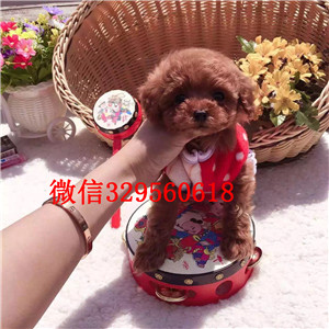 黄山哪里有卖纯种泰迪茶杯泰迪犬泰迪图片