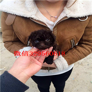 宝坻哪里有卖精品泰迪茶杯泰迪犬泰迪图片