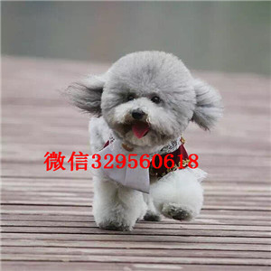 汉沽哪里有卖超可爱泰迪茶杯泰迪犬泰迪图片