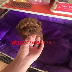 汉沽哪里有卖超可爱泰迪茶杯泰迪犬泰迪图片