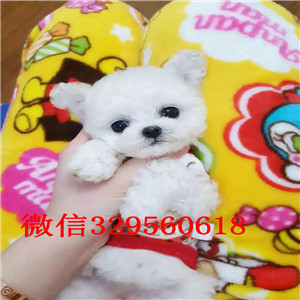 晋城哪里有卖纯种泰迪茶杯泰迪犬泰迪价格