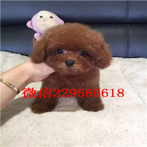 平顶山哪里有卖超可爱泰迪玩具泰迪泰迪图片