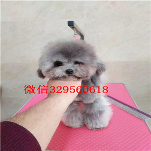 武清哪里能买到棕色泰迪茶杯泰迪犬泰迪图片