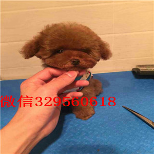 辽阳出售白色泰迪茶杯泰迪犬泰迪图片