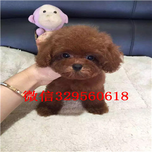 平顶山哪里有卖超可爱泰迪玩具泰迪泰迪图片