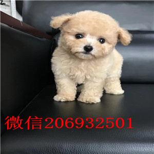 精品泰迪犬幼犬一对一视频服务买着放心金牌店