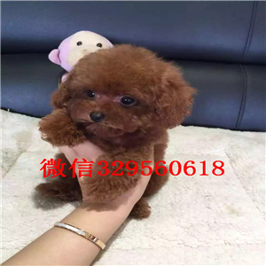 平顶山哪里有卖超可爱泰迪玩具泰迪泰迪图片