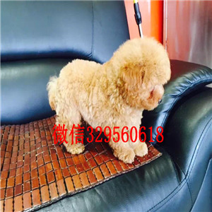 辽阳哪里能买到黑色泰迪茶杯泰迪犬泰迪多少钱