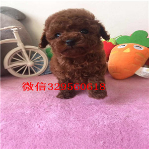 黄山哪里有卖棕色泰迪茶杯泰迪犬泰迪图片