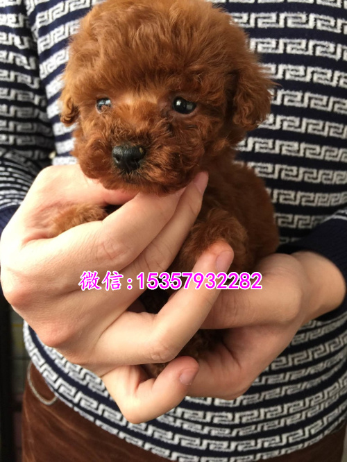 长沙哪里有茶杯泰迪出售 便宜的茶杯泰迪多少