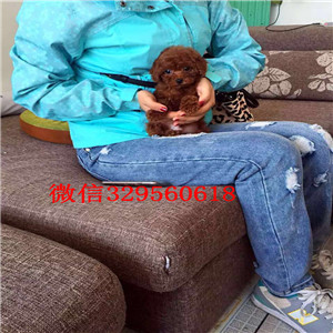 株洲哪里能买到精品泰迪泰迪幼犬长不大的茶杯