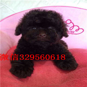 济南出售超可爱泰迪茶杯泰迪犬泰迪多少钱