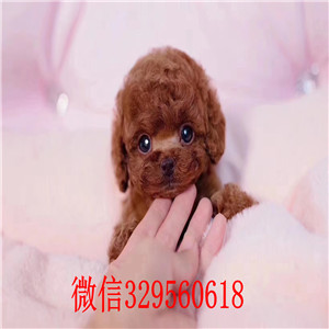 湘潭市哪有卖泰迪 湘潭市泰迪价格多少钱