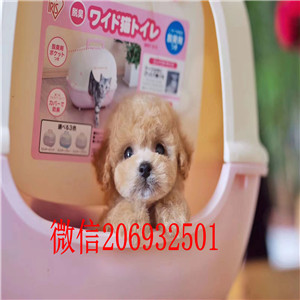 顶级优秀的纯种泰迪犬热卖中真实照片视频挑选