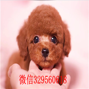  衡阳哪里有泰迪犬出售 泰迪哪里的纯种健康 