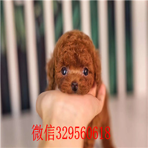  青岛泰迪犬多少钱 青岛哪里有卖纯种健康的泰