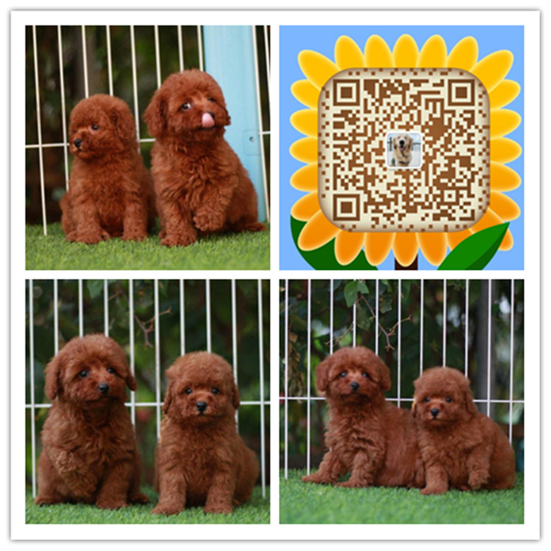 贵阳哪里买狗有保障 贵阳哪里有卖纯种泰迪犬的 贵阳哪里买家养泰迪犬