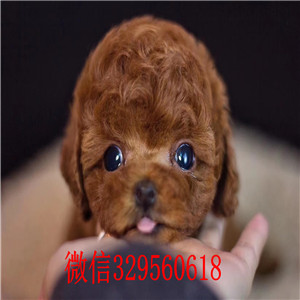  青岛泰迪犬多少钱 青岛哪里有卖纯种健康的泰迪犬 小体泰迪犬 茶杯泰迪犬