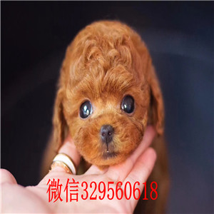  青岛泰迪犬多少钱 青岛哪里有卖纯种健康的泰迪犬 小体泰迪犬 茶杯泰迪犬