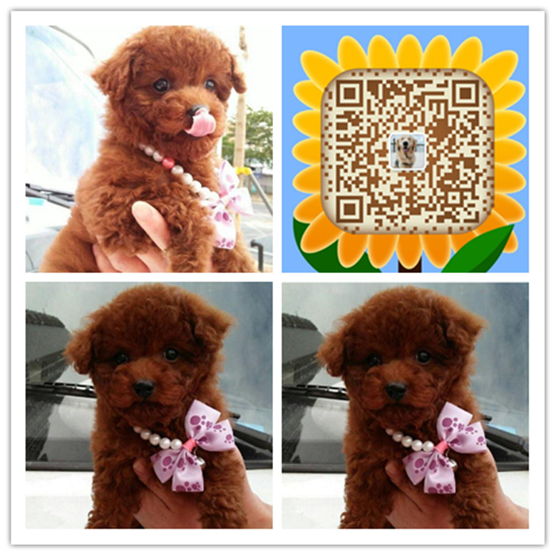 贵阳哪里买狗有保障 贵阳哪里有卖纯种泰迪犬