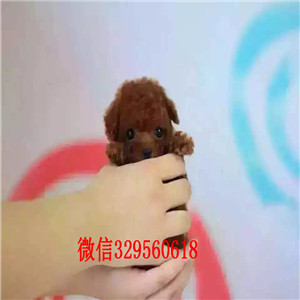   佳木斯哪里有纯种茶杯泰迪出售 泰迪熊幼犬哪里的好 泰迪犬长不大小体的多少钱