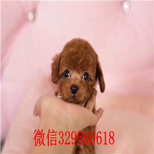   云南玉溪哪里有泰迪犬出售 泰迪犬哪里的纯种健康 长不大的多少钱